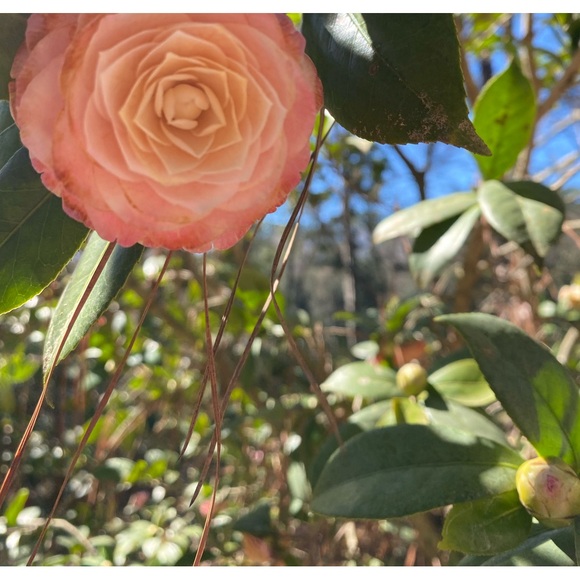 Meet your Posher, Flowers and Oak Vintage & Modern - Picture 2 of 3